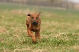 RODESIAN RIDGEBACK 160